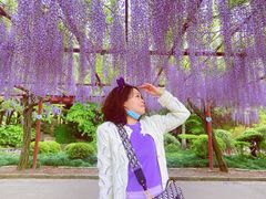 -嘉定紫藤园