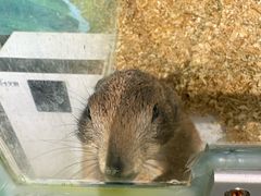 -萌宠奇缘(荣鼎店)