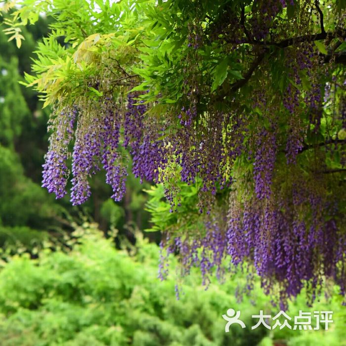 嘉定紫藤園圖片-北京公園-大眾點評網