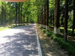 -黄海国家森林公园