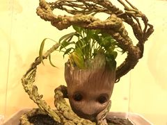 -中环花鸟鱼虫市场