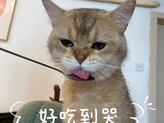 -有喵·猫咖·狗咖·30几只猫10只小狗(岗厦店)