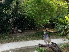 -广州长隆飞鸟乐园