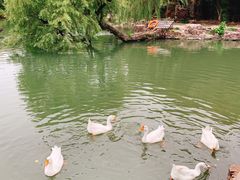 景点-水绘园