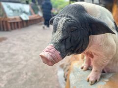 -长鹿旅游休博园