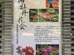 -洛阳市牡丹公园