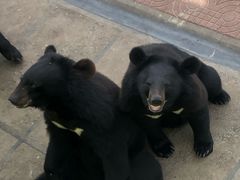-西霞口神雕山野生动物世界