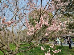 -上海海湾国家森林公园