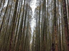 -山王坪喀斯特国家生态公园