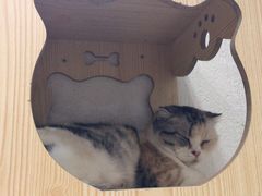 -猫色咖啡·猫咖