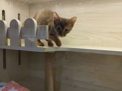 -柚子猫舍·精品猫舍购猫·猫咪认养·购宠·宠物店