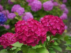 -上海滨江森林公园