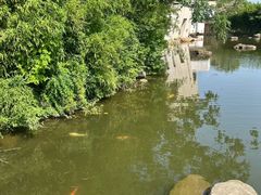 -新江湾城公园
