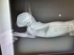-申普宠物医院·心脏介入·心血管微创(总院)