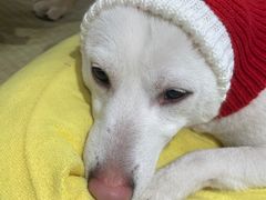 -逗柴咖啡屋·狗咖猫咖宠物桌游