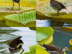-中国科学院华南植物园
