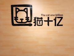 -猫十亿·布偶金渐层·曼基康矮脚猫舍(青年路店)