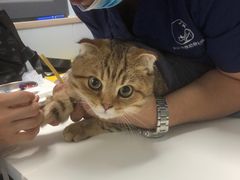 -伟伟宠物医院·CT影像中心·瑞派犬猫综合性门诊(汉口总院)