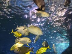 -太平洋海底世界