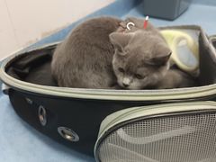 -博特宠物医院24h犬猫全科.骨科·异宠