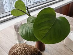 -金紫薇酒店(成都春熙路步行街店)