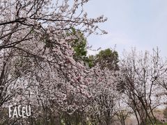 -顾村公园