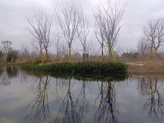 -三垟湿地