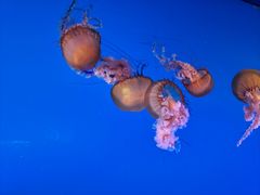 -太平洋海底世界