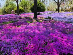 -莱阳濯村樱花园