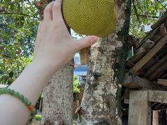 -西双版纳傣族园