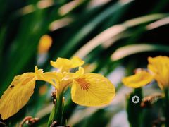 -西湖风景区-江洋畈生态公园