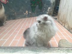 -猫咪博物馆(顶澳仔猫街店)