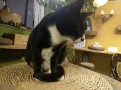 -猫猫幼稚园·撸猫·桌游·电玩
