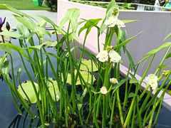 -上海辰山植物园
