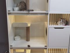 -十月米努特矮脚猫舍