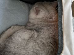 -瑞派申生动物医院·24H夜诊·国际动物医疗中心·骨外科(吴中路店)