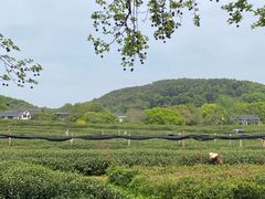 -中国茶叶博物馆(双峰馆区)