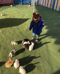 -萌宠亲子动物乐园(槐房万达店)