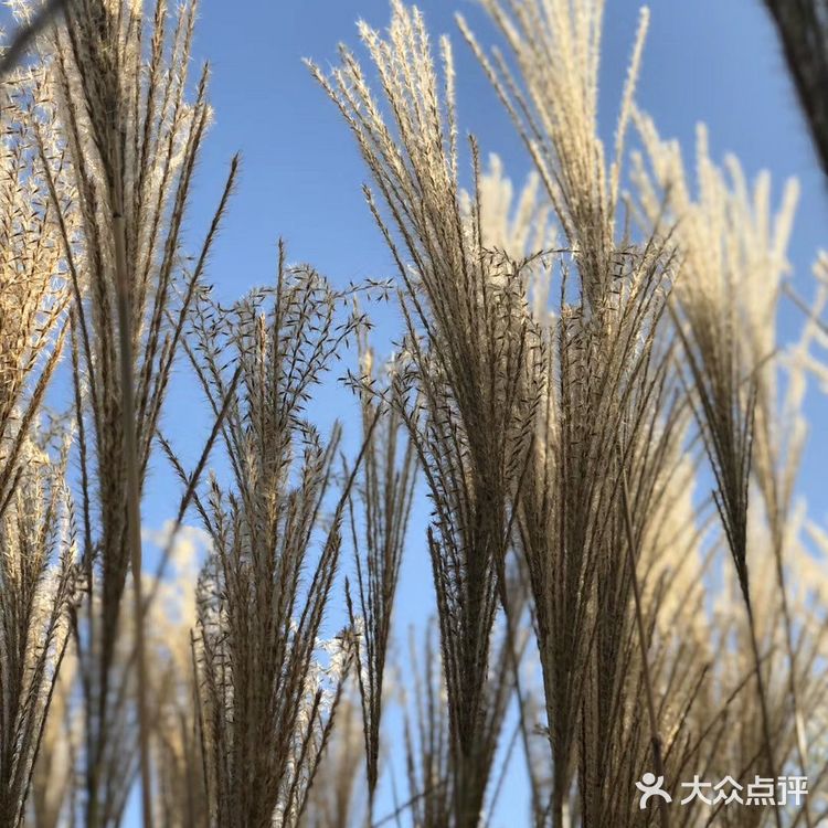 芦苇  风总是不闲着，吹谢了百花，吹落了秋叶