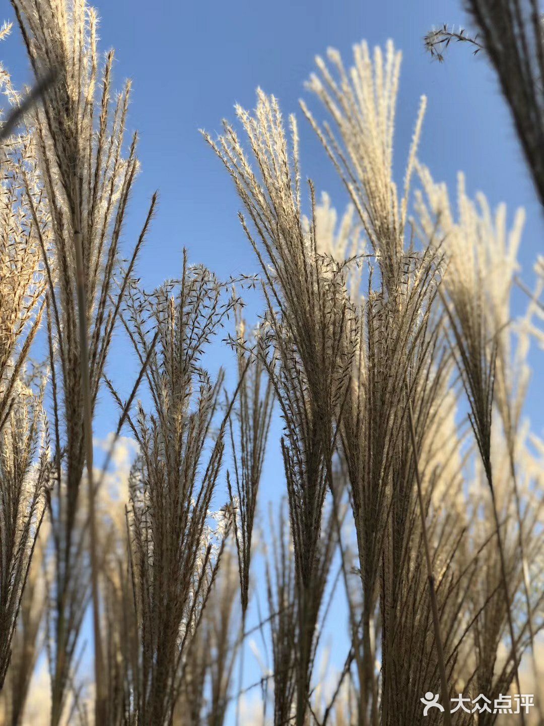 芦苇  风总是不闲着，吹谢了百花，吹落了秋叶
