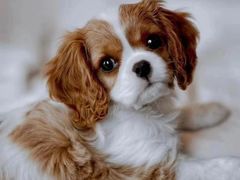 -萌宠之家·腊肠犬·马尔泰·小体犬舍