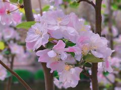 -海棠花溪(元大都城垣遗址公园)