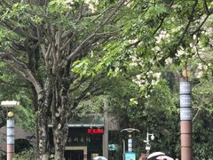 -金花茶公园