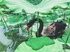 -白洋淀景区