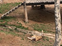 -西霞口神雕山野生动物世界
