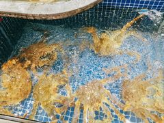 帝王蟹-骏莱海鲜鱼港(五角场店)