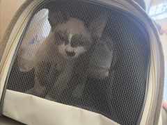 -瑞派·关忠动物医院·猫专科·犬专科(三环新城店)