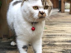 -梵猫·轻客栈(大理古城北门店)