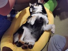 -逗柴咖啡屋·狗咖猫咖宠物桌游