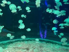 -欢乐海岸海洋奇梦馆